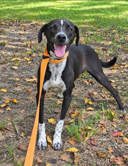 JACK JACK IN LA - Unknown for adoption in Cranston