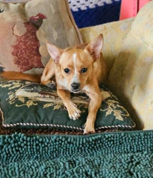 BINXY IN LA - Chihuahua available for adoption