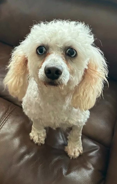 GABRIEL IN TX - Poodle (Miniature) available for adoption