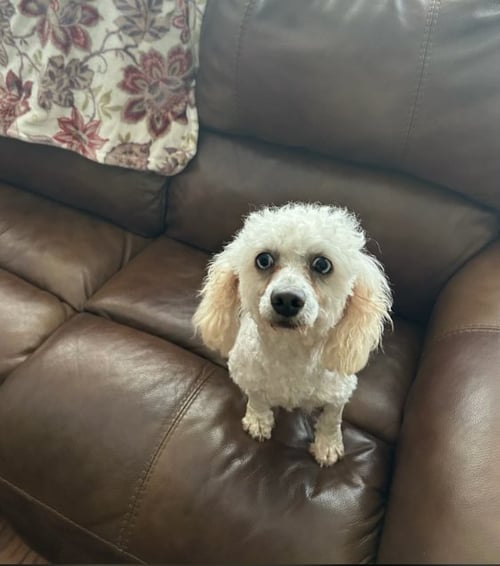 GABRIEL IN TX - Poodle (Miniature) available for adoption