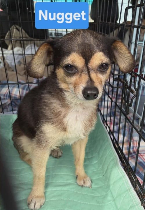 TINY NUGGET IN LA - Chihuahua available for adoption