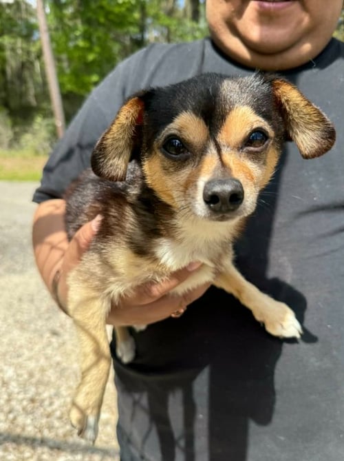 TINY NUGGET IN LA - Chihuahua available for adoption