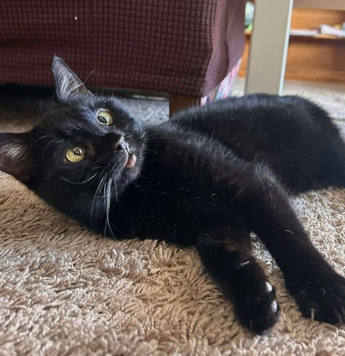FIG (AKA REPUTATION) - Domestic Short Hair available for adoption