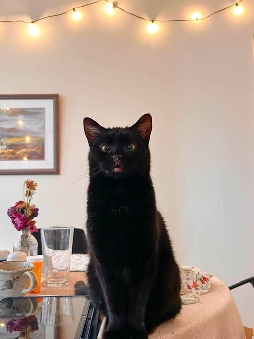 FIG (AKA REPUTATION) - Domestic Short Hair available for adoption