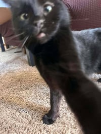 Fig (aka Reputation) - Photo 3