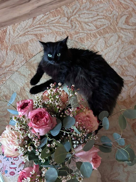 Misa Image