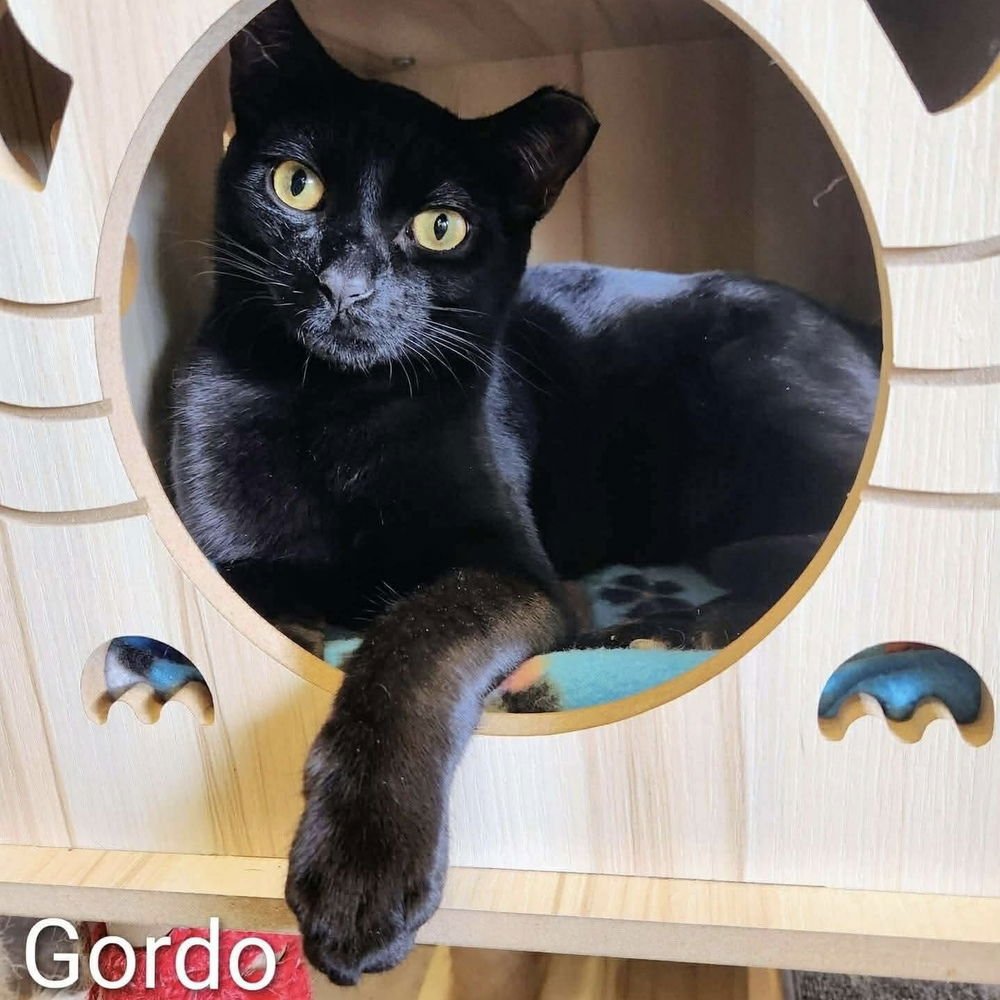 GORDO - Domestic Short Hair available for adoption