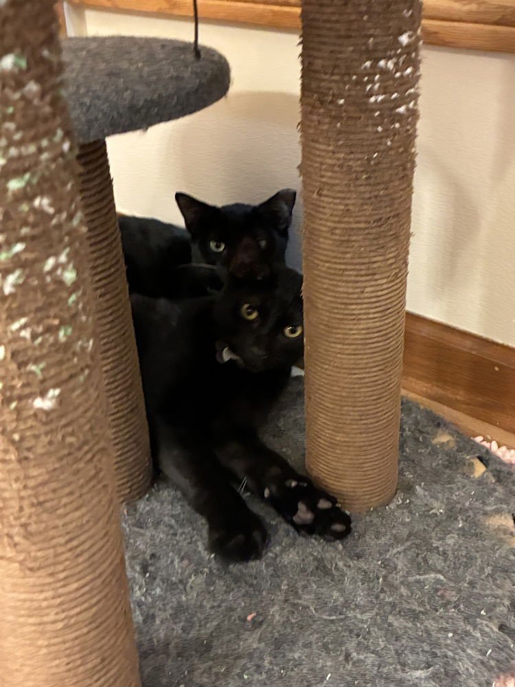 GORDO - Domestic Short Hair available for adoption