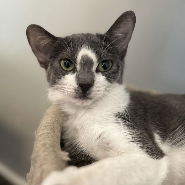 PATTY - Domestic Short Hair available for adoption