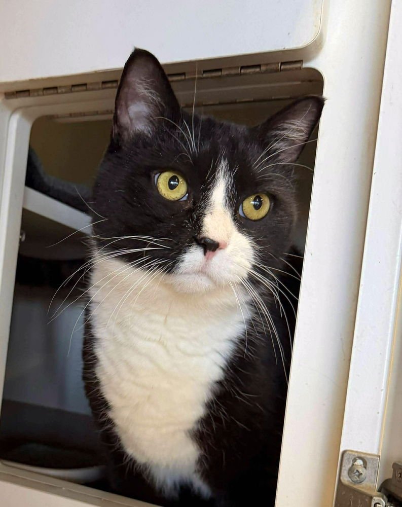 BEBA (AKA BOOTS) - Domestic Medium Hair available for adoption