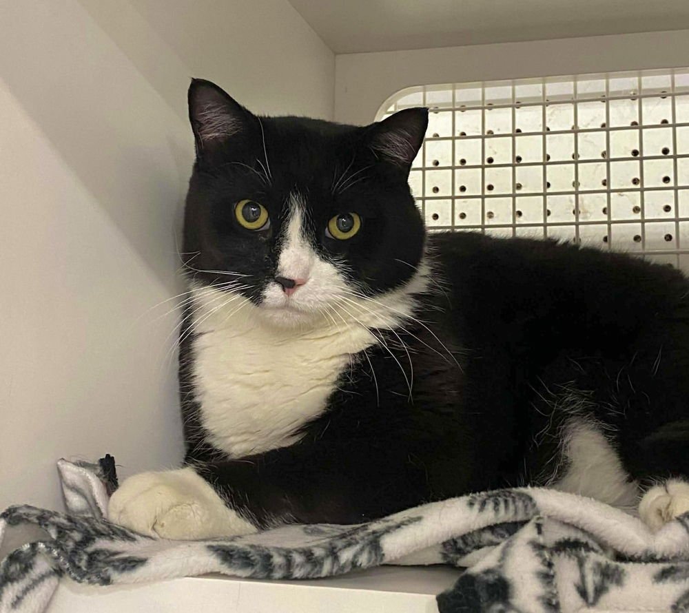 Beba (aka Boots) - Photo 4