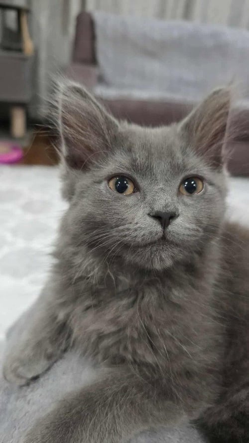 WINTER - Domestic Medium Hair available for adoption