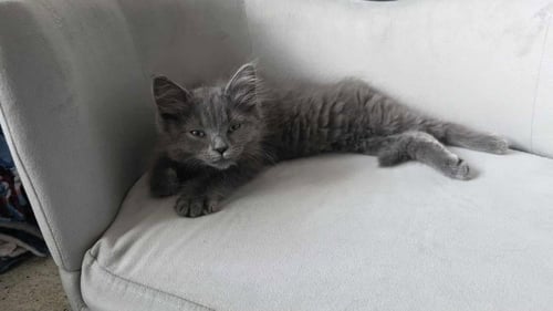WINTER - Domestic Medium Hair available for adoption