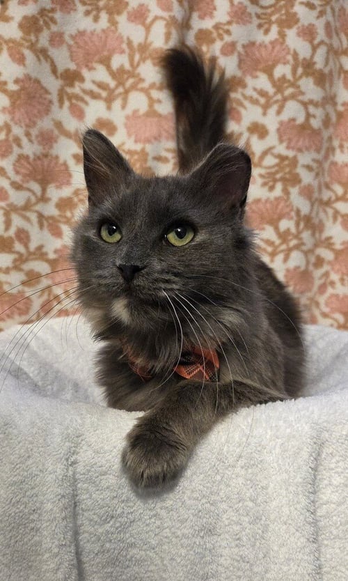 STORMI - Domestic Medium Hair available for adoption