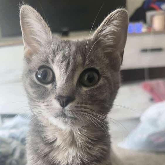 SILVER - Domestic Short Hair available for adoption