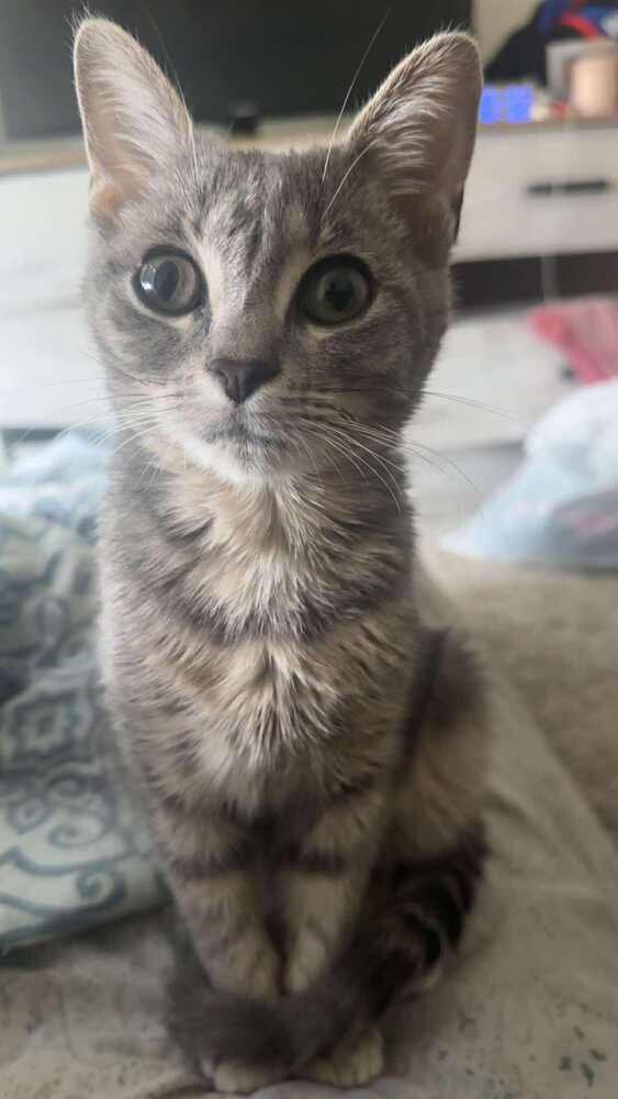 SILVER - Domestic Short Hair available for adoption