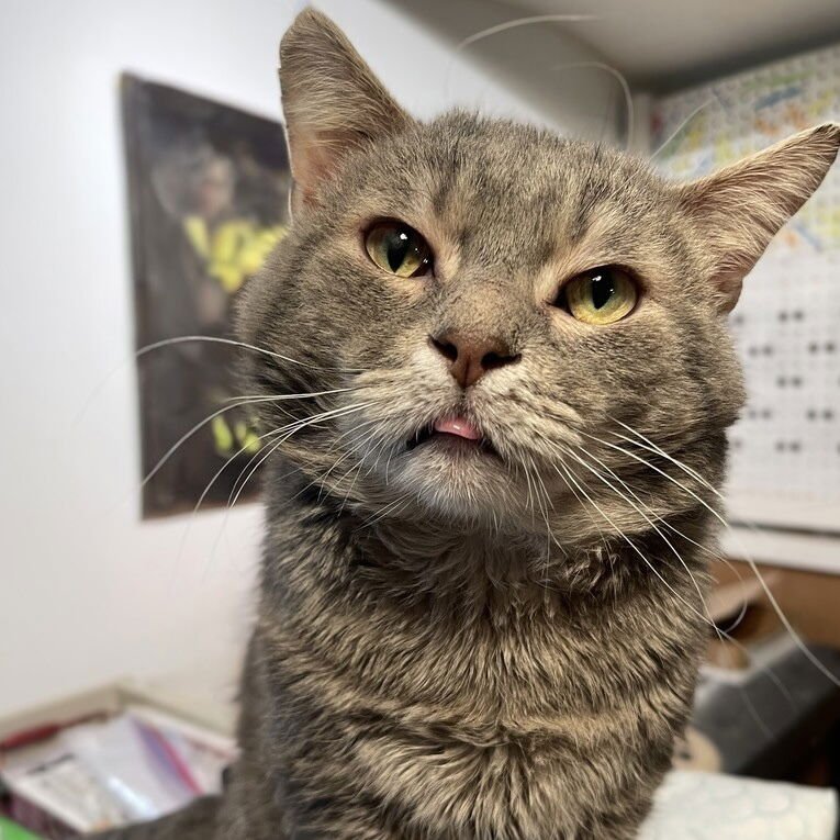 BOB (AKA BOBBY) - Domestic Short Hair available for adoption