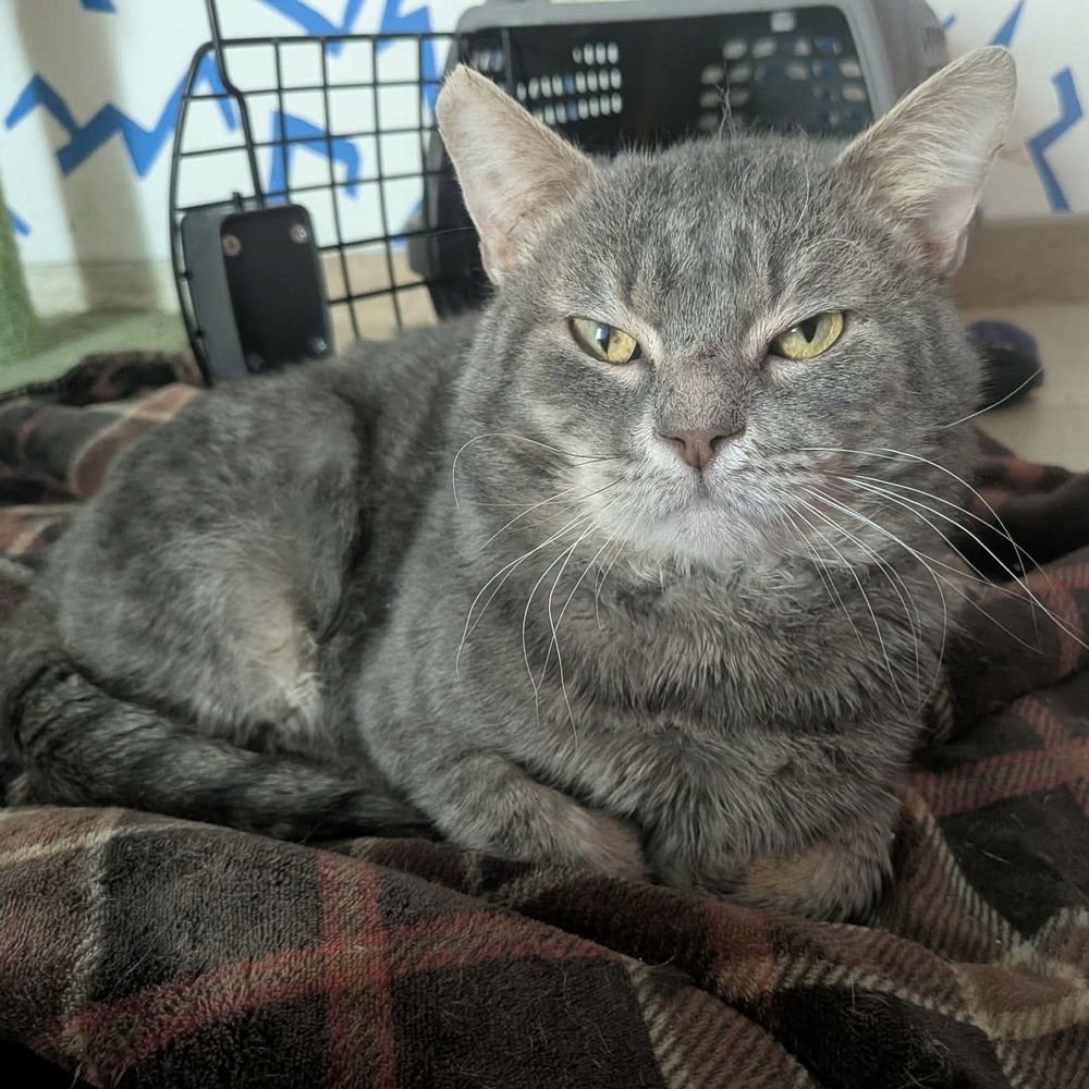 BOB (AKA BOBBY) - Domestic Short Hair available for adoption