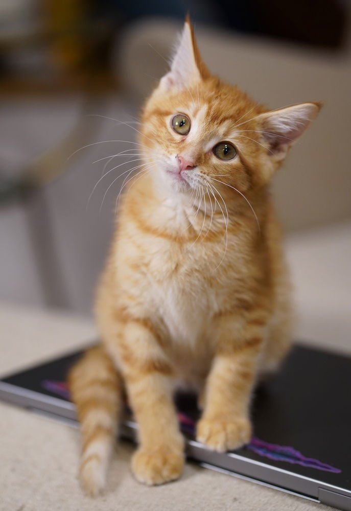 SATCHMO - Domestic Short Hair available for adoption