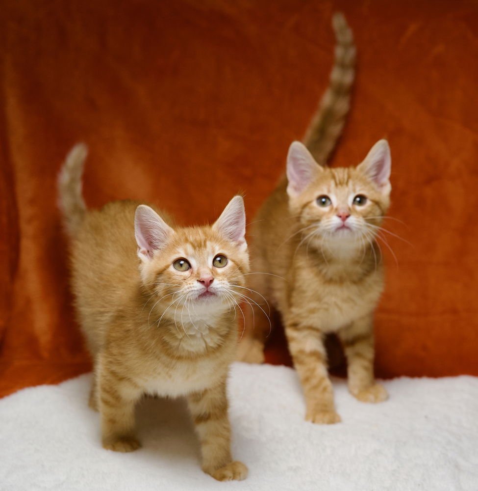 SATCHMO - Domestic Short Hair available for adoption