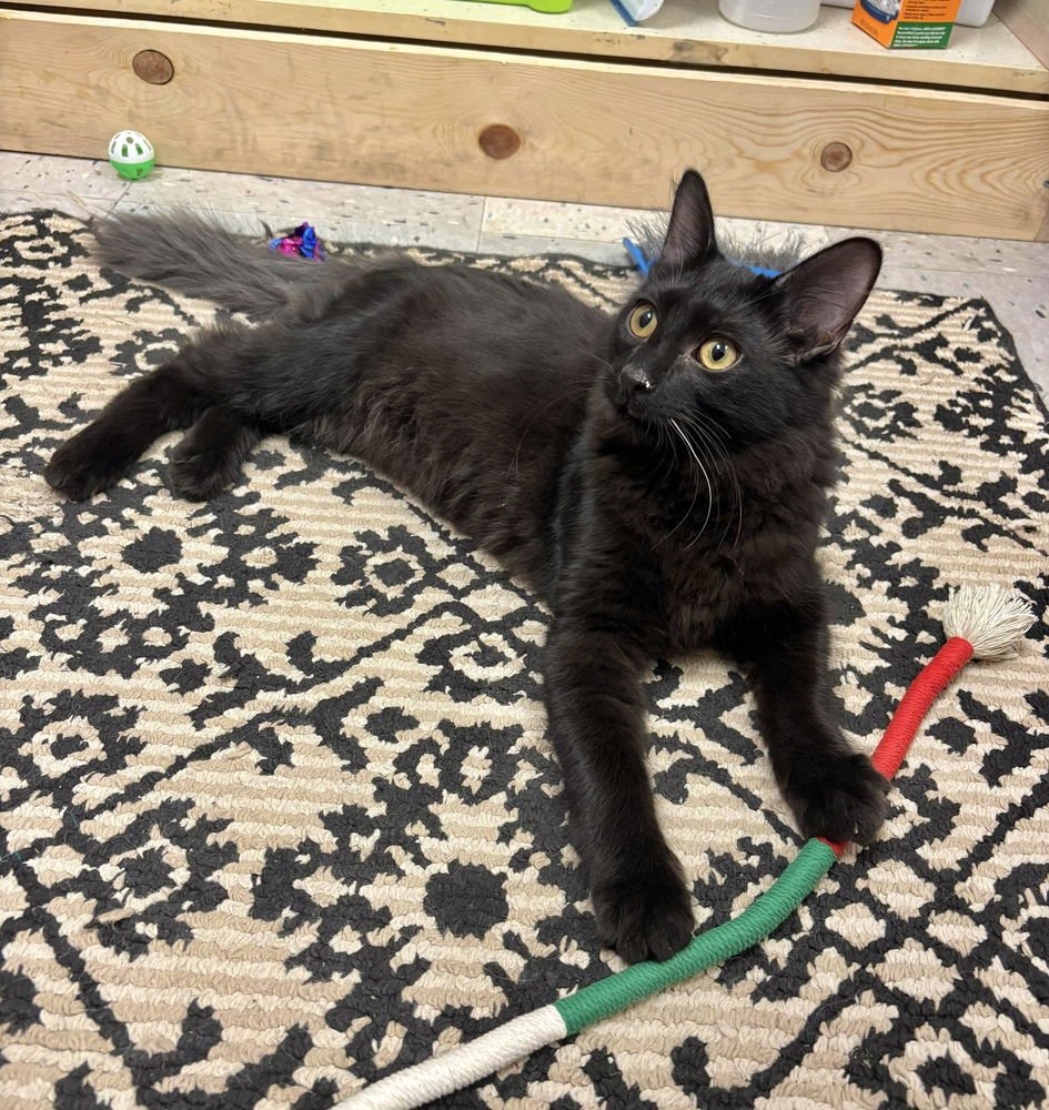 UMBREON - Domestic Long Hair available for adoption