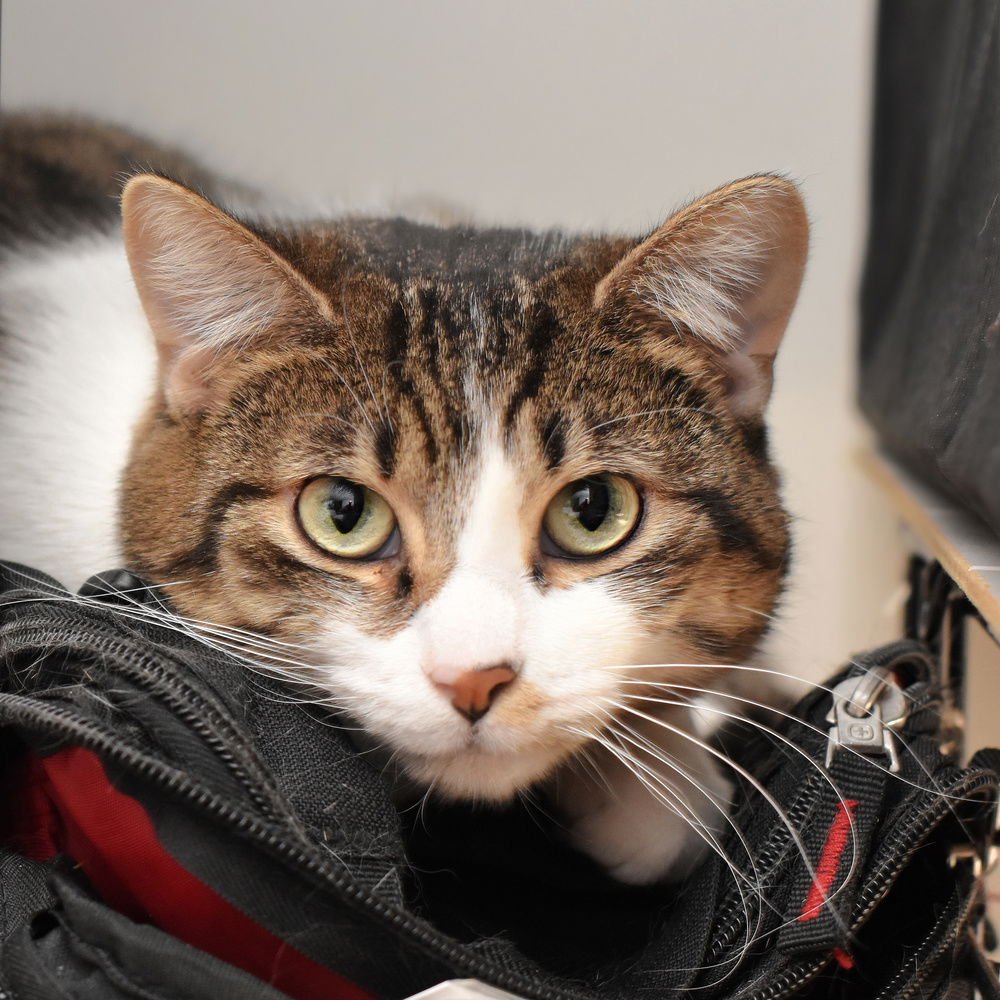 MOON BEAM - Domestic Short Hair available for adoption