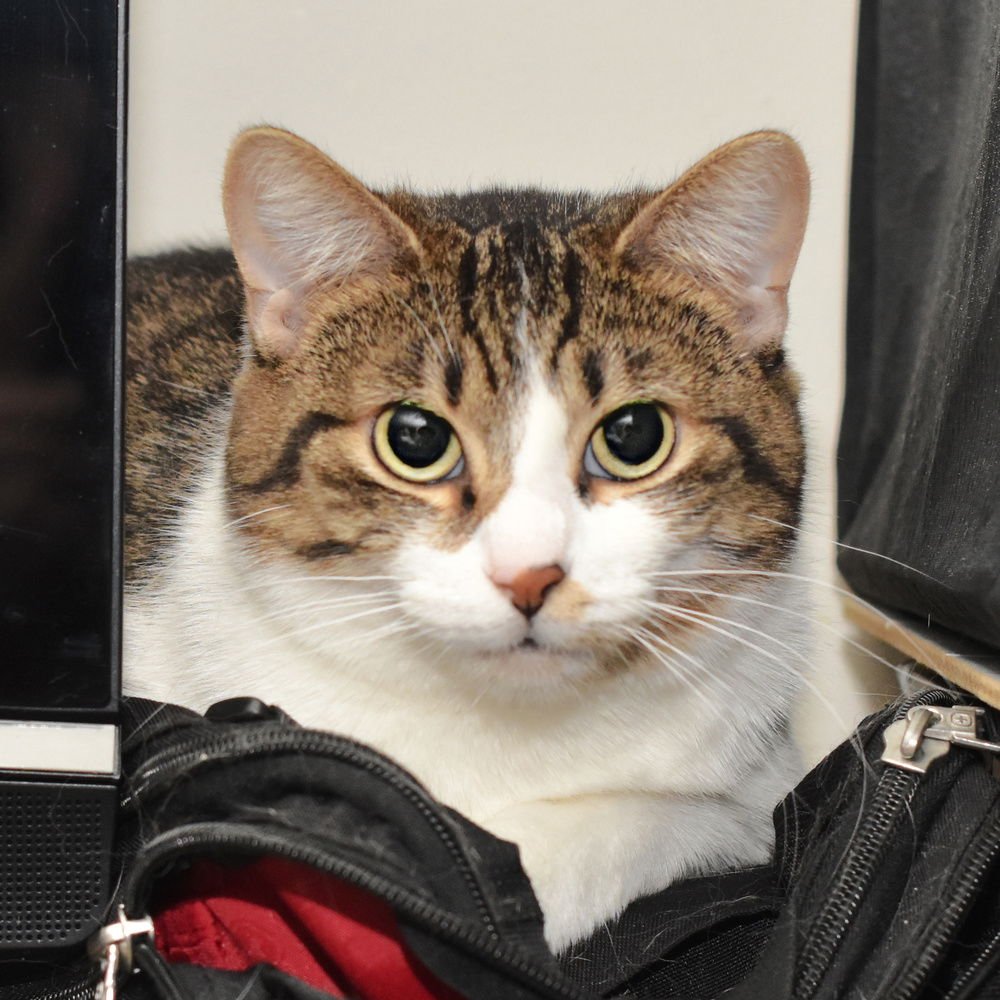 MOON BEAM - Domestic Short Hair available for adoption