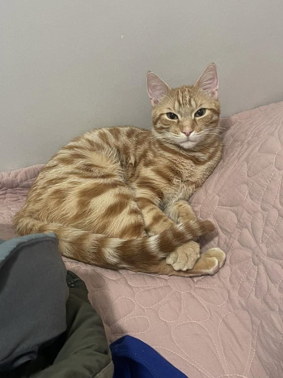 Fig Image
