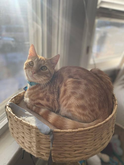 FIG - Bengal / Domestic Short Hair available for adoption