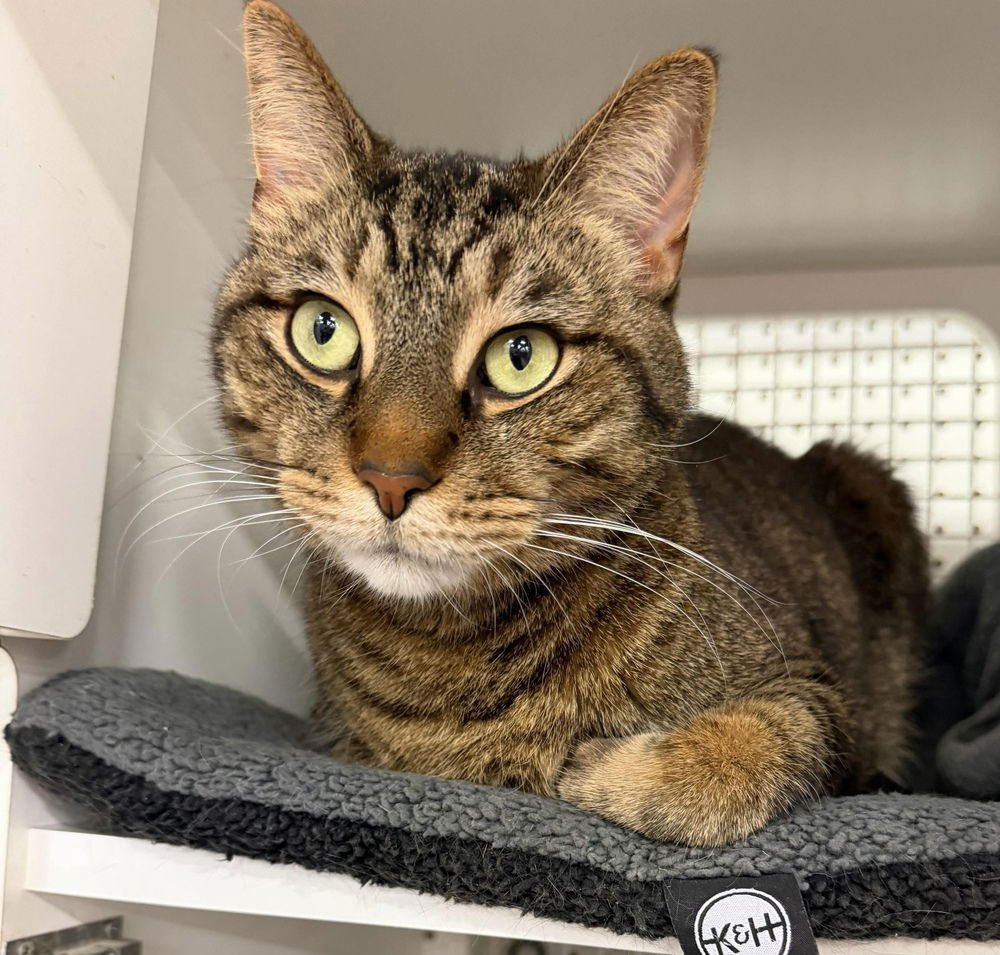 ZEKO (AKA RORY) - Domestic Medium Hair available for adoption