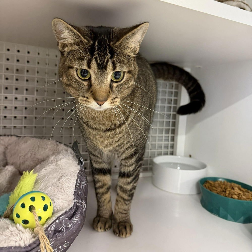 ZEKO (AKA RORY) - Domestic Medium Hair available for adoption