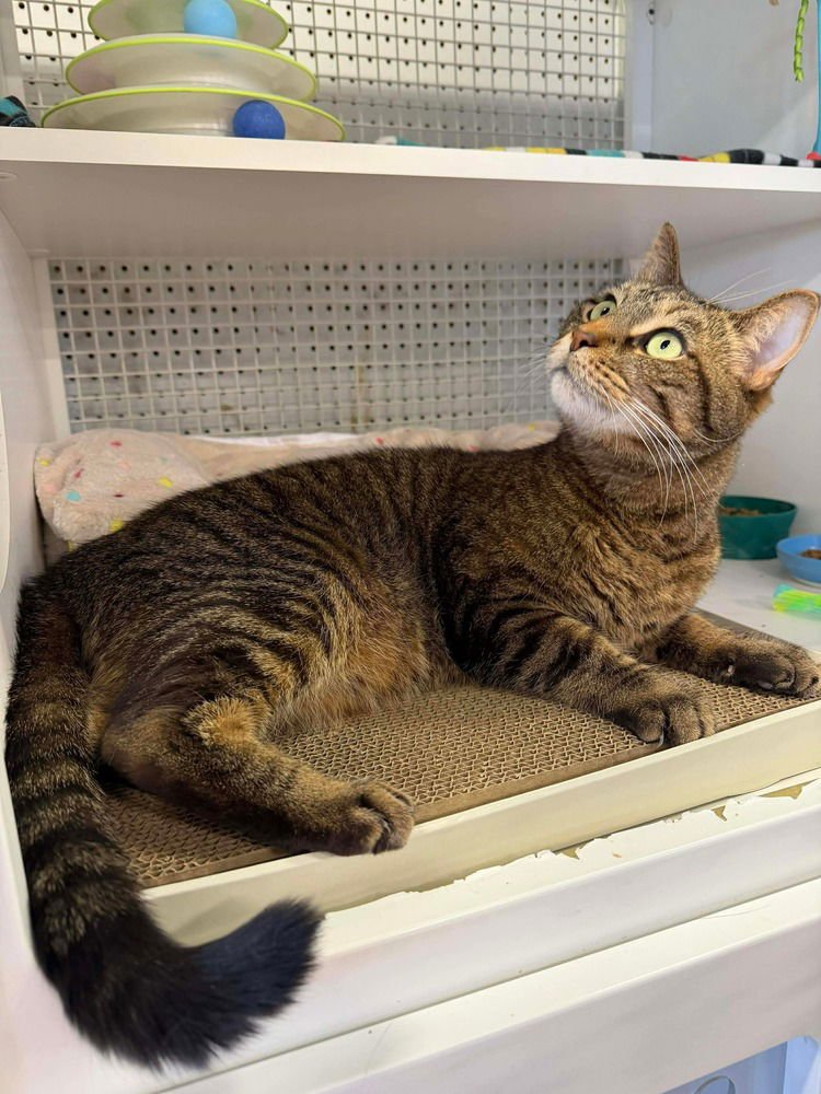 Zeko (aka Rory) - Photo 3