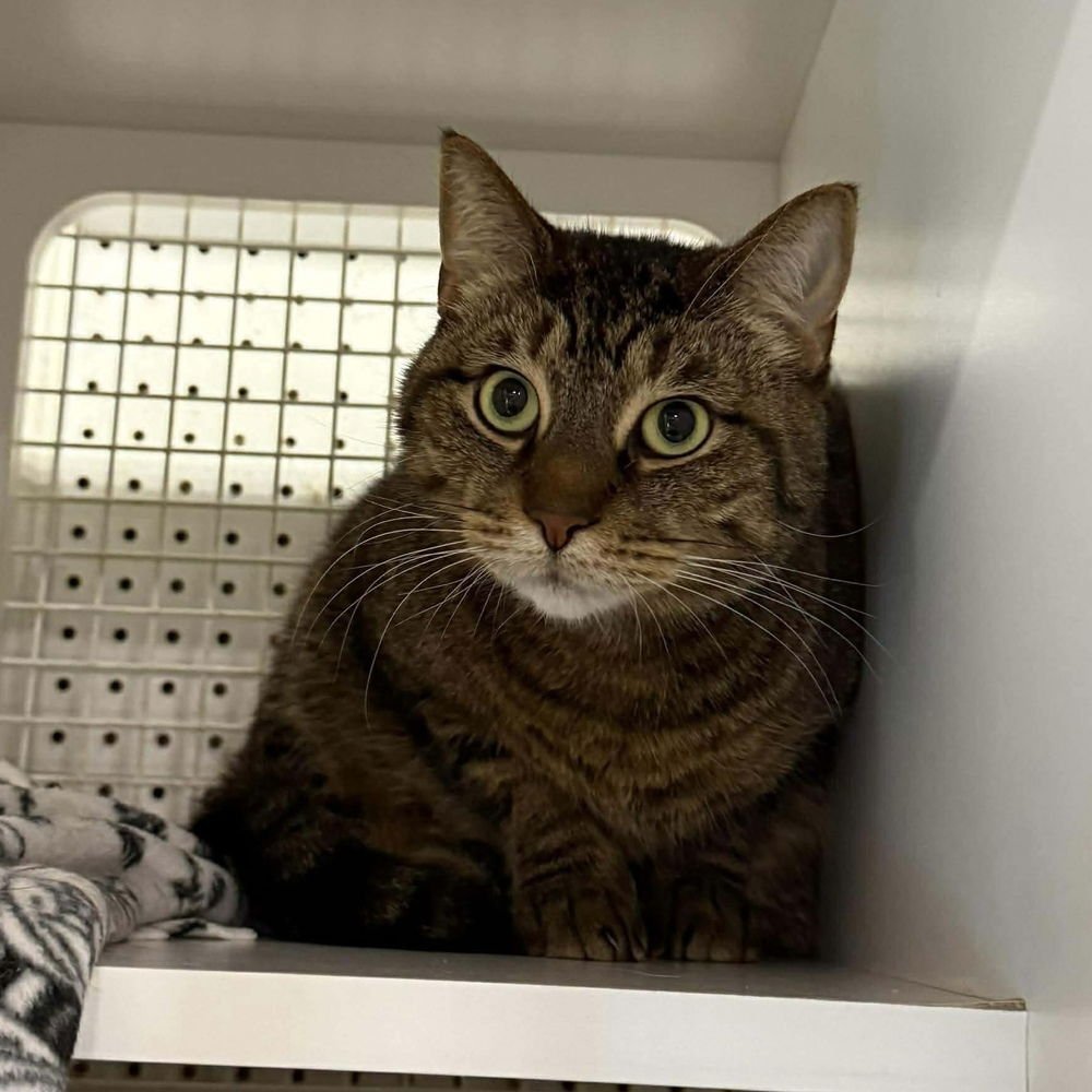 Zeko (aka Rory) - Photo 4