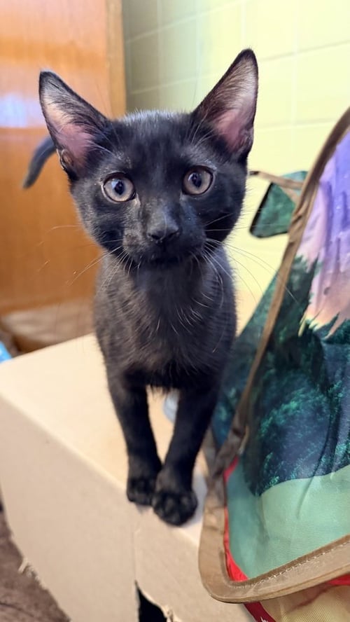 NO KETCHUP - Domestic Short Hair available for adoption