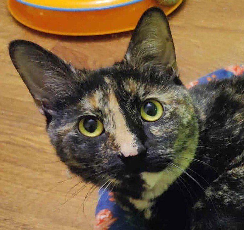 ZORA - Domestic Short Hair available for adoption