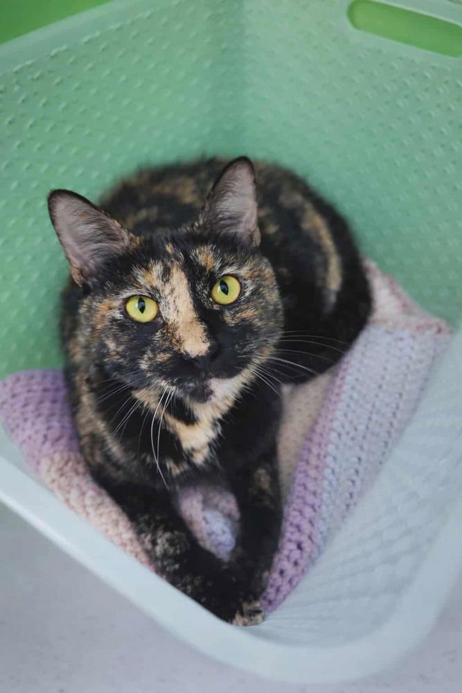 ZORA - Domestic Short Hair available for adoption