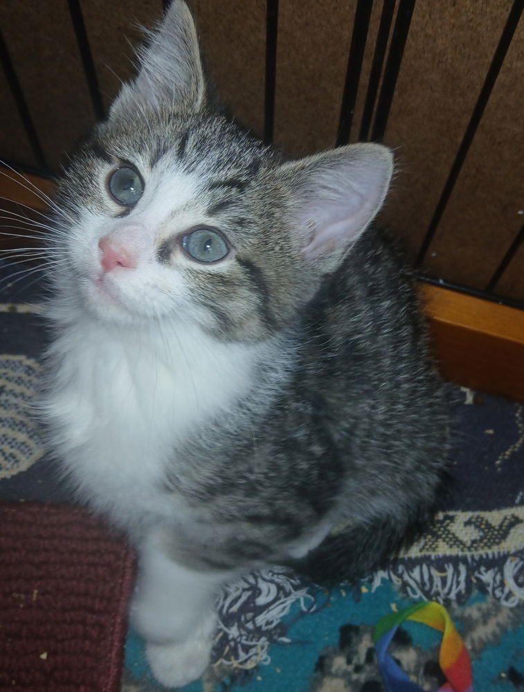 PIXIE - Domestic Short Hair available for adoption