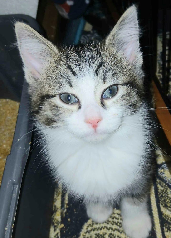 PIXIE - Domestic Short Hair available for adoption