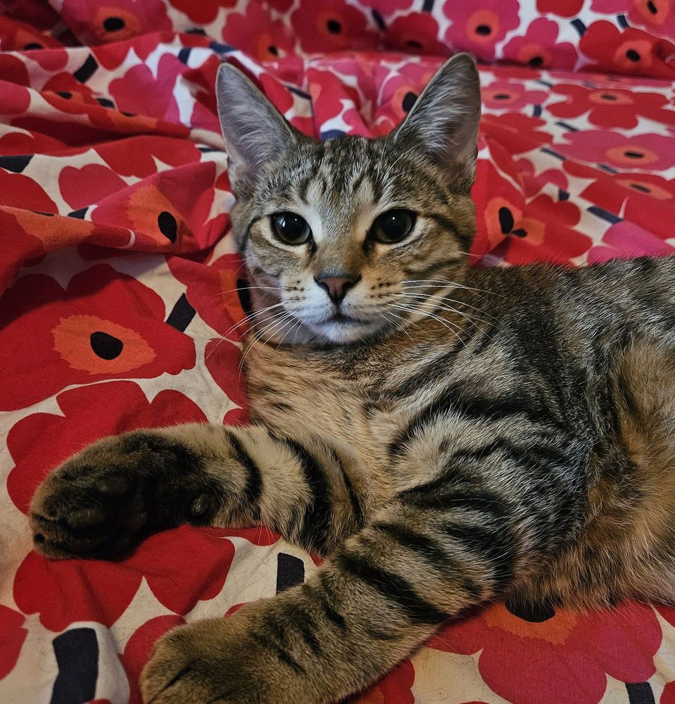 STRAWBERRY FIELDS (AKA STRAWBERRY) - Domestic Short Hair available for adoption