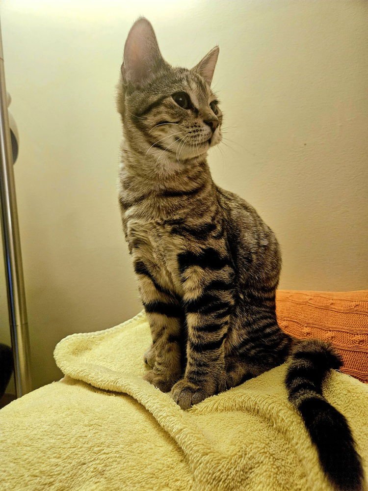 STRAWBERRY FIELDS (AKA STRAWBERRY) - Domestic Short Hair available for adoption