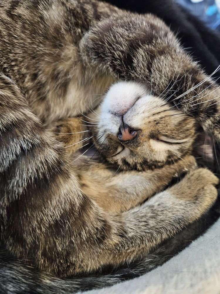 Strawberry Fields (aka Strawberry) - Photo 3