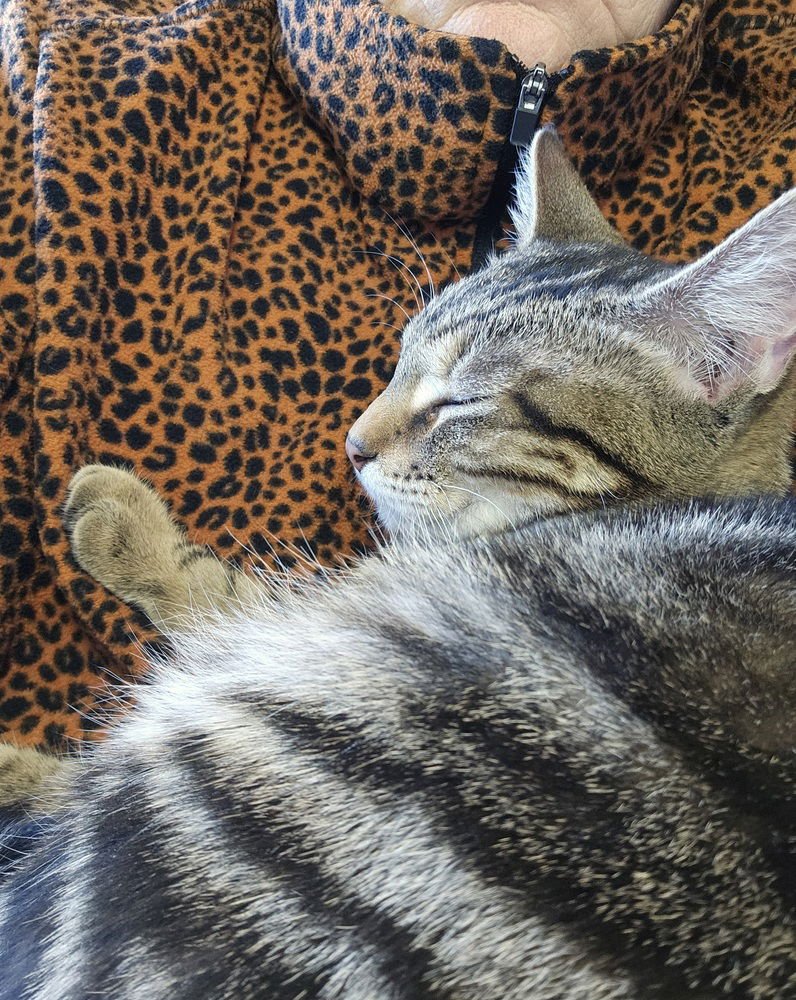 Strawberry Fields (aka Strawberry) - Photo 4