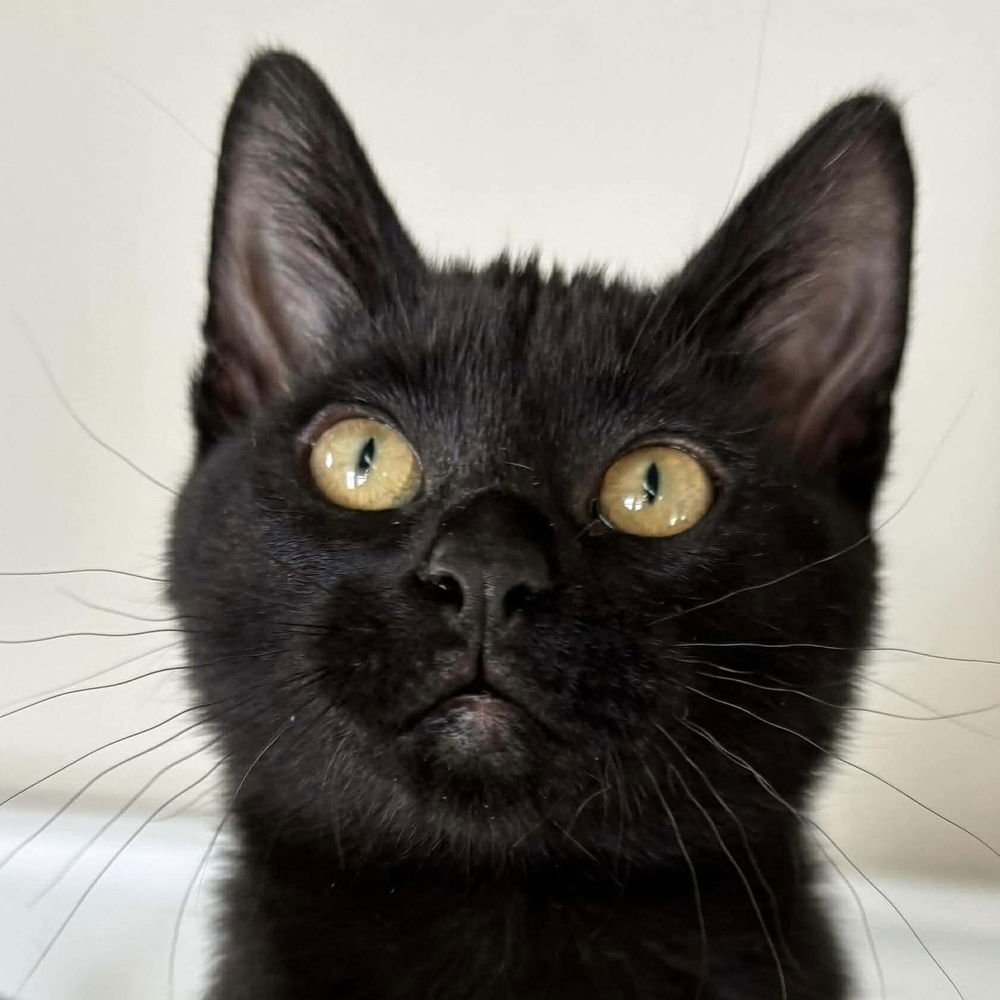 RUFFLE - Domestic Short Hair available for adoption