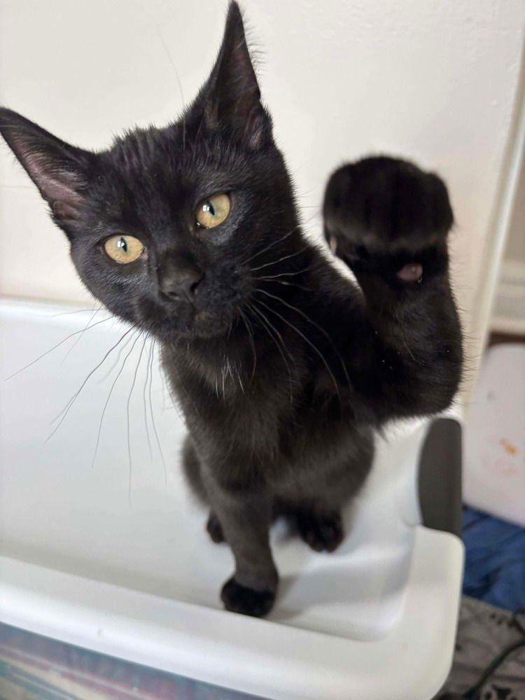 RUFFLE - Domestic Short Hair available for adoption