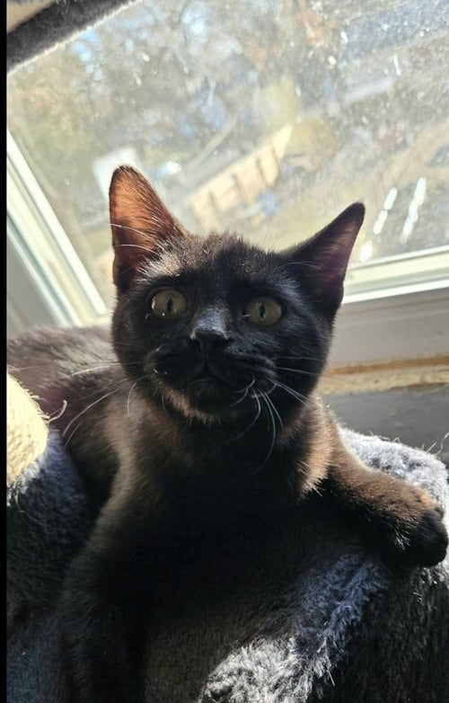 RAISIN - Domestic Short Hair available for adoption