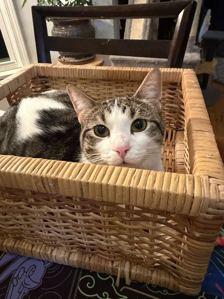 LAYLA - Domestic Short Hair available for adoption