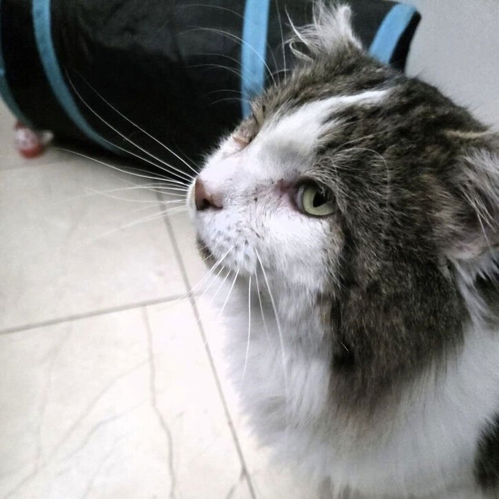 FLOKI (AKA FLUFFY) - Domestic Long Hair available for adoption