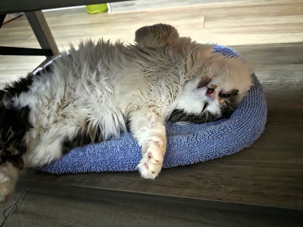 FLOKI (AKA FLUFFY) - Domestic Long Hair available for adoption