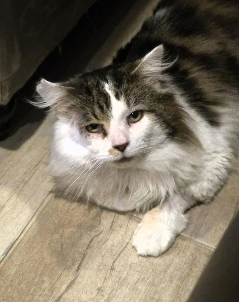 Floki (AKA Fluffy) - Photo 3