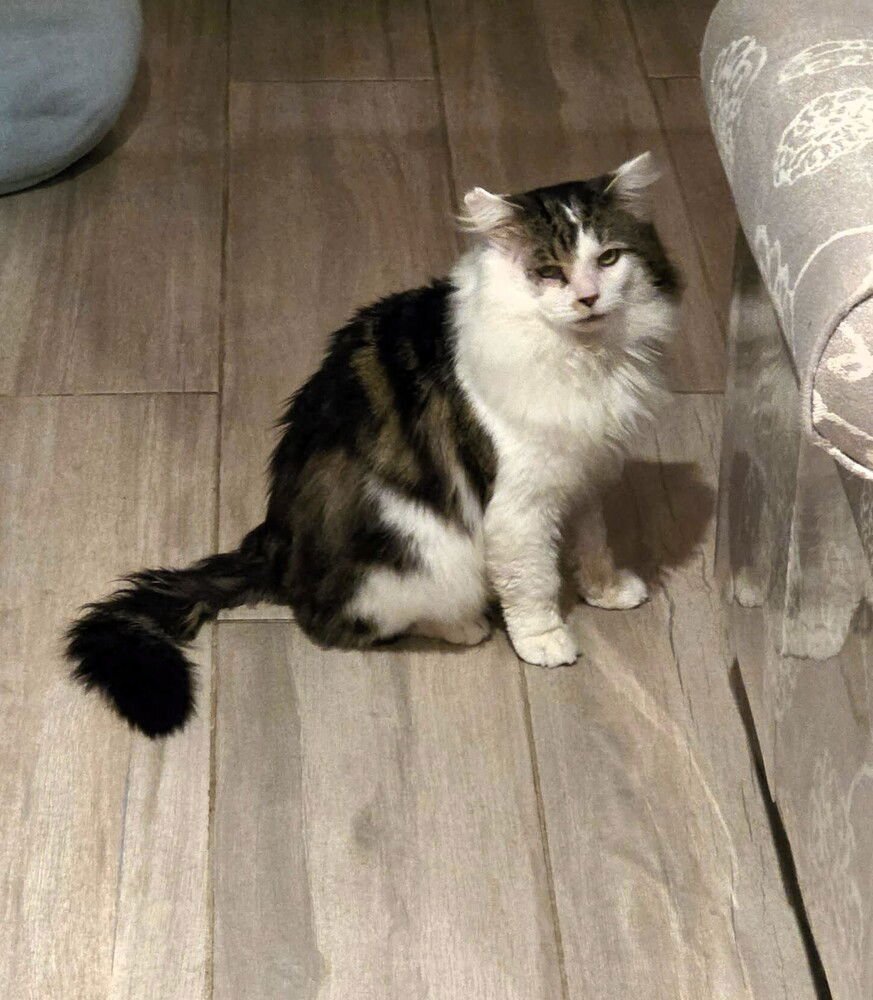 Floki (AKA Fluffy) - Photo 4